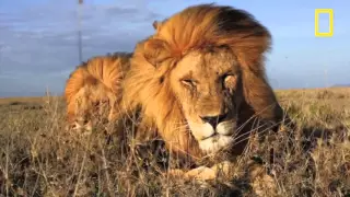 Lions Roar   Motivational Video