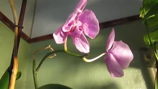 Жара и орхидеи. Что произошло с фаленопсисом "Манхеттен" ?