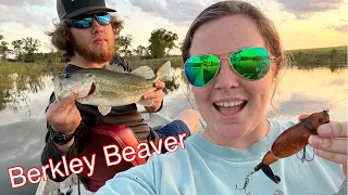 First time using Berkley Beaver! (CATCHES BIG BASS! )