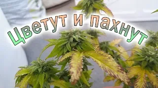 6 недель цветения конопли. Маленькие кусты SOG. Cезон 2019