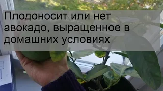 Плодоносит или нет авокадо, выращенное в домашних условиях