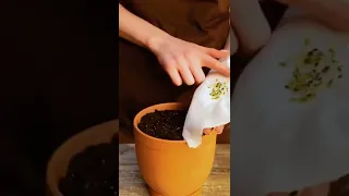 Aprende a germinar semillas de  kiwi🥝