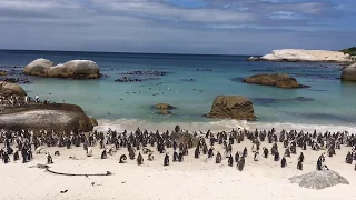 Penguins at Boulders Beach, South Africa 2018