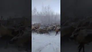 Перегон канинских оленей на мезенские пастбища. В этом году намного позже, чем обычно.