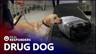 Drug Dog Sniffs Out Suspected Smugglers | Customs | Real Responders