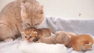 The mother cat hugs her precious kittens tightly and washes them