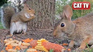 CAT TV | Frisky Bird, Chipmunk, Bunny and Squirrel Compilation | 4K Video For Cats to Watch | Dog TV