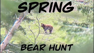 Spring Black Bear Hunting BC 2022