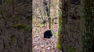 Big Virginia Bear #hunting #bears #bearhunting #hounds #shorts