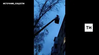 Жители Челнов сняли на видео операцию по спасению кота, который четыре дня провел на дереве