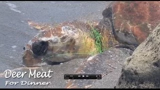 Large Sea Turtle, choked to death!