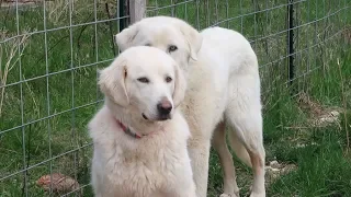 Fencing for Livestock Guardian Dog