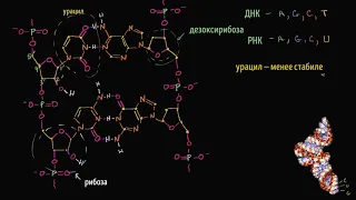 Молекулярная структура РНК (видео 10)| ДНК. Молекулярная генетика | Биология