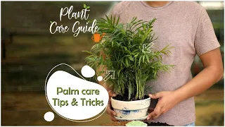 Palm Plant Care Tips & How to Grow Healthy Bushy Palms  || Plant Care Guide