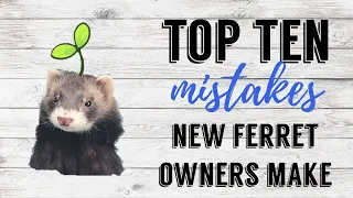 Top 10 Mistakes New Ferret Owners Make