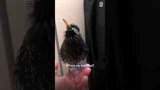 This starling's mimicry is incredible 🤯