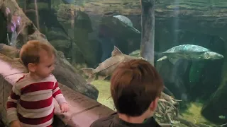 Turtles at Cameron's aquarium Fieldtrip