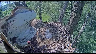 Angel Leucistic Red Tailed Hawk ~ Tom Is ON A ROLL! Brings In Opossum & Angel Stuffs RTH5! 5.10.23