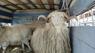 Скотный рынок Овец и Коз. Урус-мартан, 21.02.21г. Чечня.
        Cattle market sheep, goats Chechnya