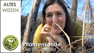 Die Brennnessel Pflanzenkunde - Altes Wissen