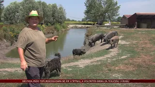 Kraj tradicionalnog uzgoja svinja u Hrvatskoj?! – Seljaci: „Jest ćemo sendviče od žohara“