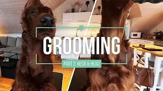 Grooming Part 2 - Irish Red Setter - Neck & Head