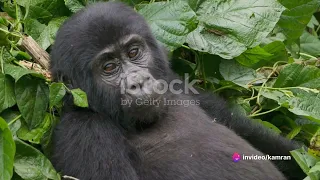 Gorillas Uncovered: A Journey into the Wild