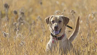 DIY Kansas Public Land Pheasant & Quail Hunt | The Flush: Season 10, Episode 13