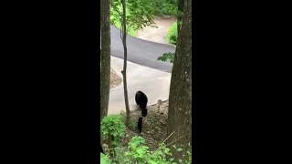 bear cub climbs a tree but its family decides to leave, so it had to climb down - 1044972