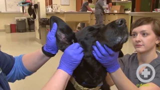 How to Clean A Dog's Ears