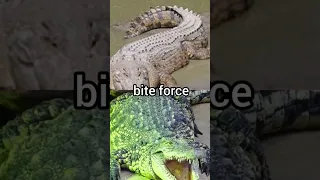 гребнистый крокодил Vs нильский крокодил