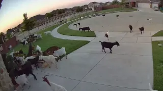 Nearly 40 goats invade McKinney neighborhood