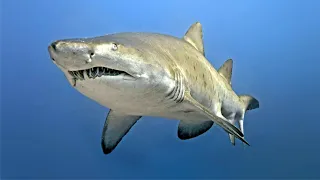 Песчаная акула