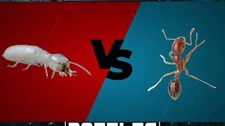 Bug Battles- Episode 3: Formosan Termite vs. Red Imported Fire Ant