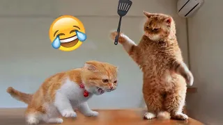 Funniest animals 😄 New funny cats and dogs videos videos😹🐕 #2