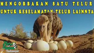 UNIK!!! BEGINILAH CARA BURUNG UNTA MELINDUNGI TELURNYA