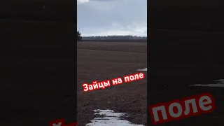 Зайцы на поле