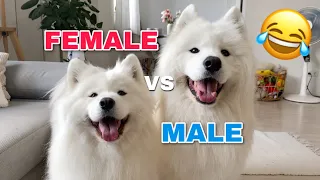 Funny Differences Between Female And Male Samoyeds!