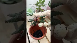 How to deal with Haworthia Zebra has no root 👀 #succulentsbox #succulent #cactus #haworthia #shorts