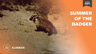 Summer of the Badger | Mutual of Omaha's Wild Kingdom