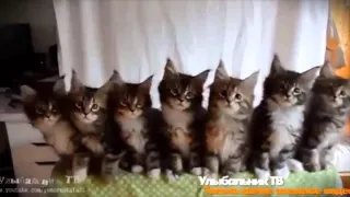 Ржака! Смешные коты и кошки , подборка) Funny Cats Compilation Funny Cat Videos Ever Part 1