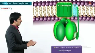 Oxidative phosphorylation Animation - Formation of ATP & sites of ATP synthesis