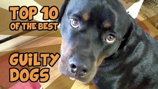 THE TOP 10 GUILTIEST GUILTY DOGS OF ALL TIME