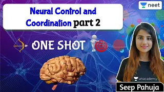 NEET:  One Shot | Neural control and coordination (part 2) | Biology | Unacademy NEET | Seep Pahuja