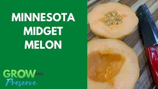 Minnesota Midget Melon