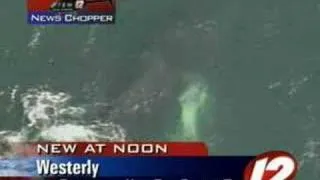 Rescuers Free Tangled Humpback Whale off R.I. Coast