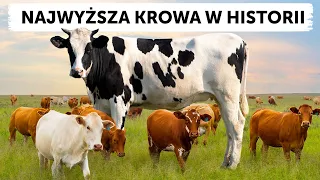 Największe zwierzęta na świecie