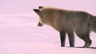 Amazing Fox Snow Dive - Yellowstone