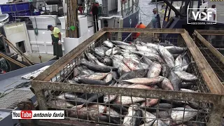 Traineira «Mar Profundo» descarrega atum na Madalena Ilha do Pico