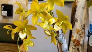 Орхидеи МОРКОВКИ уход. Как правильно посадить орхидею катасетум.Грунт для катасетума.